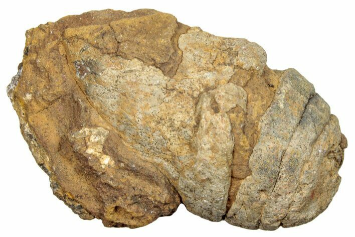 Permian Fossil Synapsid/Amphibian Coprolite - Texas #251408